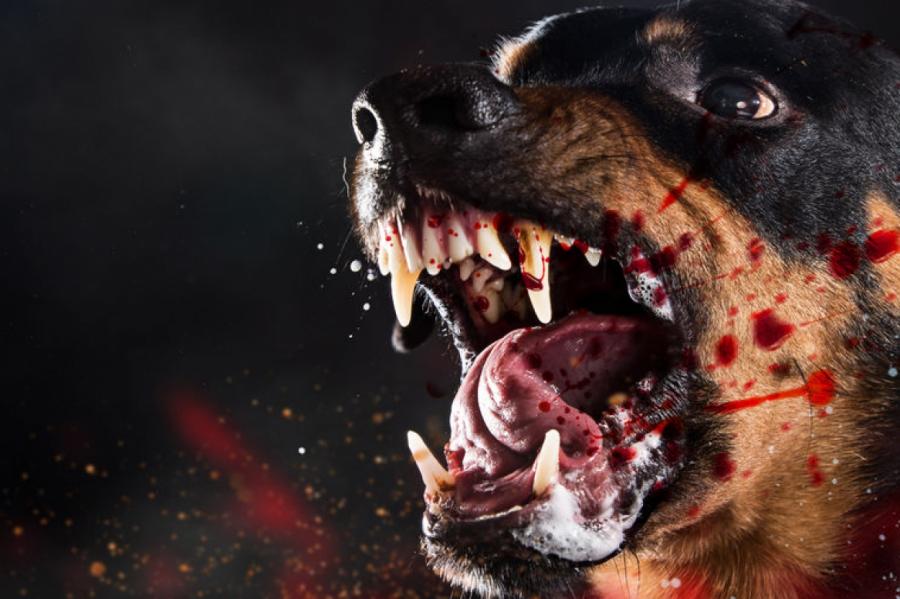 Госдуму попросили ввести уголовную ответственность для хозяев за нападение собак