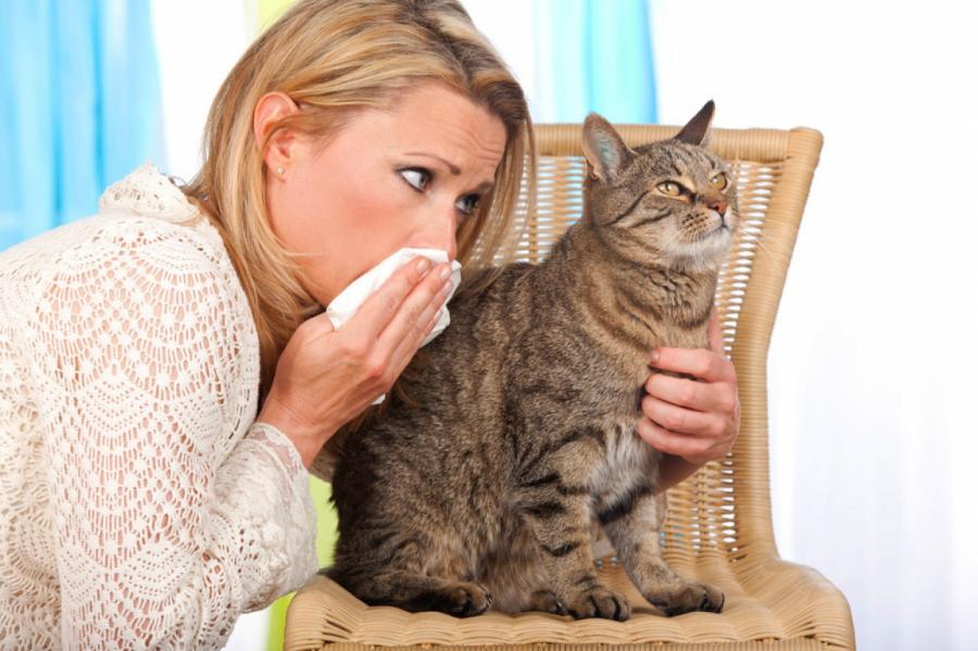 Ученые придумали вакцину от аллергии на кошек
