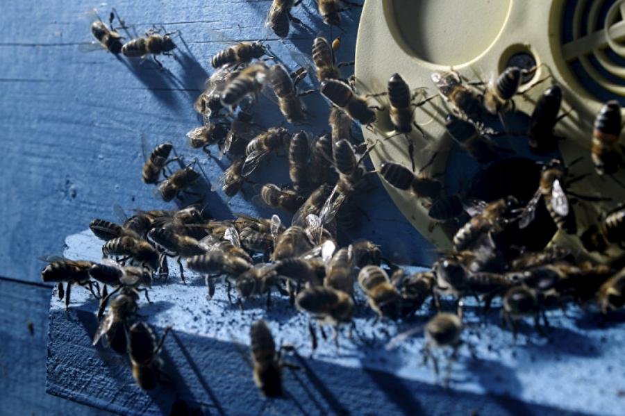В центре Риги разъяренные пчелы атаковали BMW (видео)