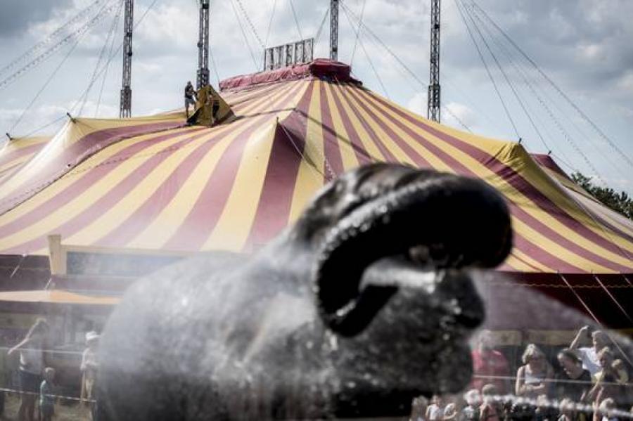 Правительство Дании забирает слонов-пенсионеров из цирка