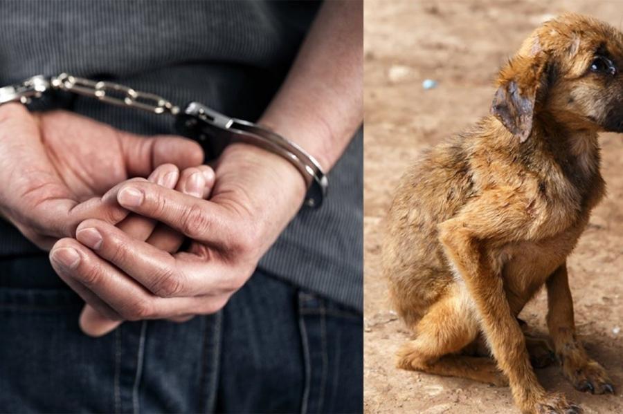 За жестокое обращение с животными в Великобритании будут сажать на 5 лет