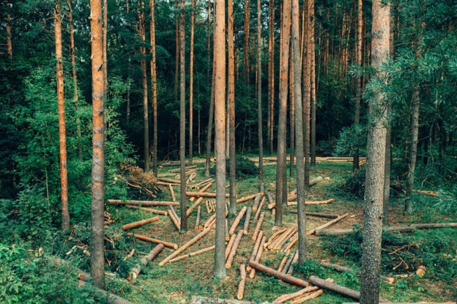 Скандал в Гулбене: местные жители не пускают в свой лес шведов