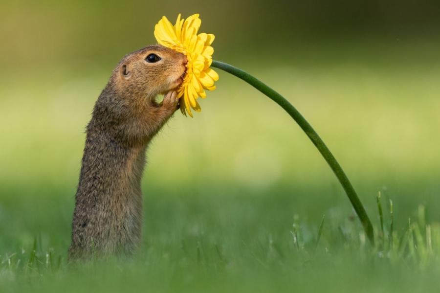 Фотограф снял белку, нюхающую цветок