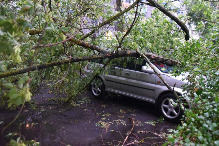 Латвийцев предупреждают: в ближайшее время в стране ветер начнет ломать деревья