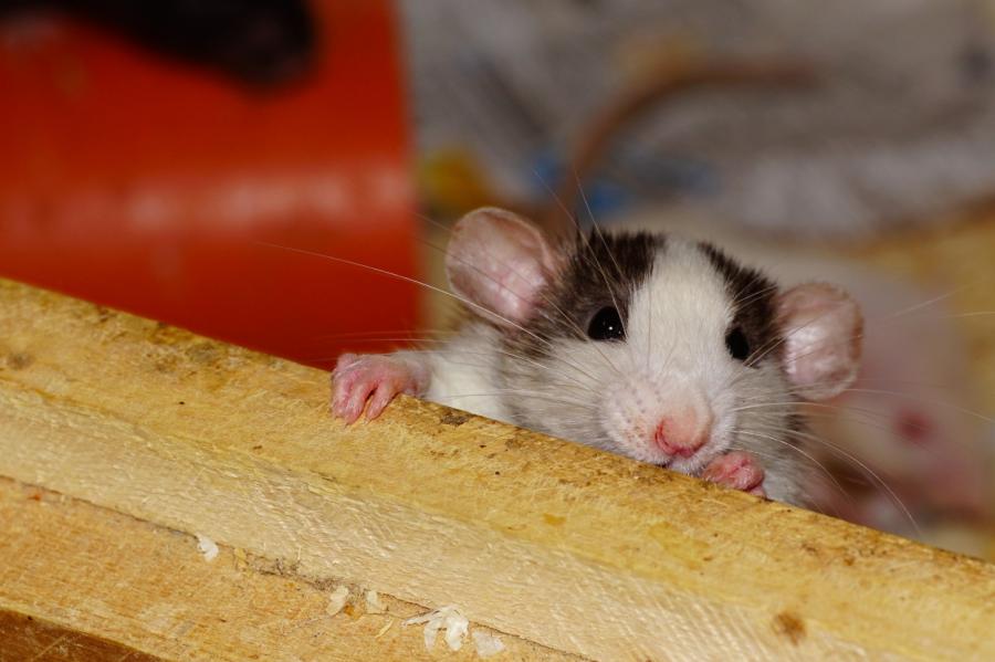 Ученые рассказали, как развлекаются крысы