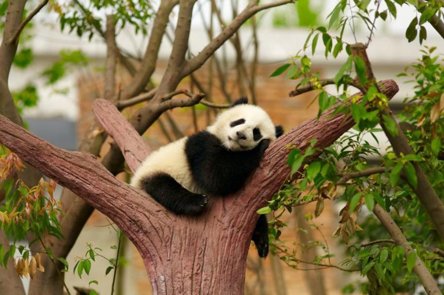 В Китае планируют клонировать панд