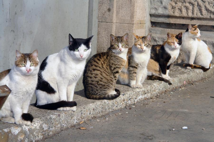 В Риге построят огромный кошачий городок