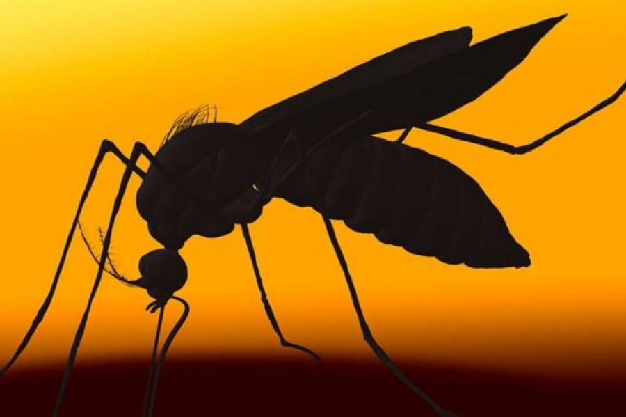 Две смерти, десятки зараженных: комары-убийцы грозят США