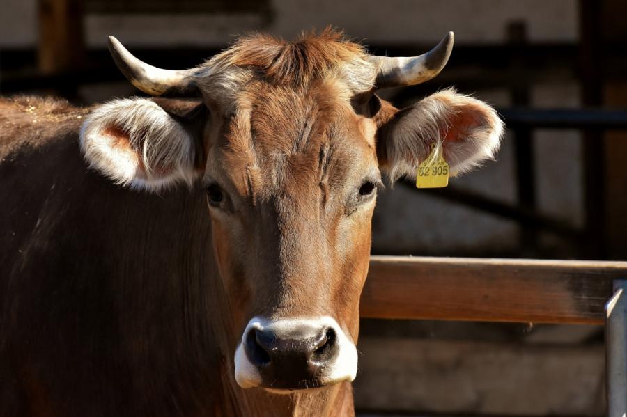Ученые посоветовали перекрашивать коров под зебр