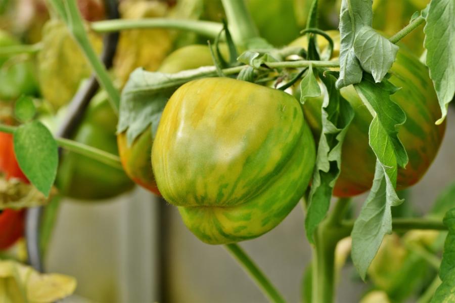 Что приготовить из зеленых помидоров: 10 лучших рецептов