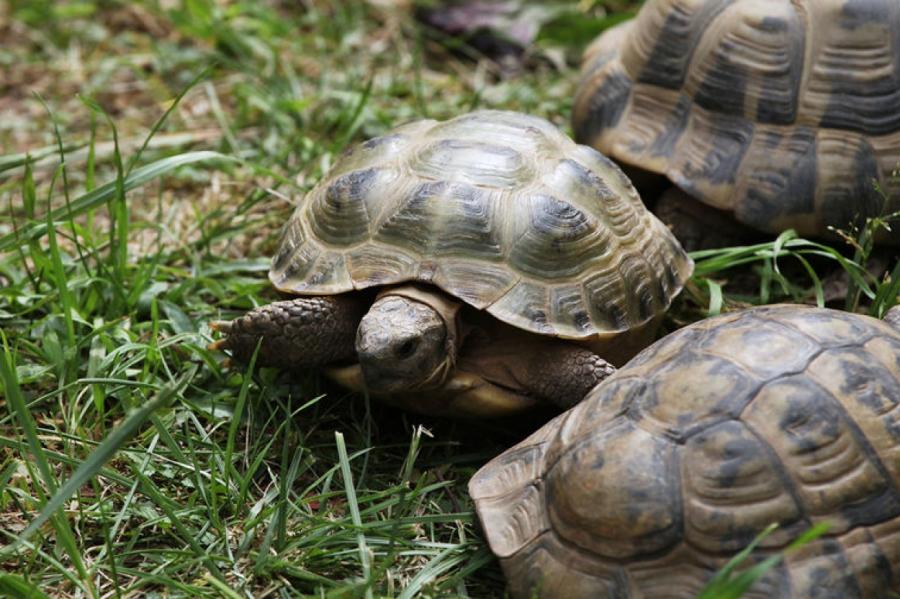 В гараже в Оренбурге нашли более 4 тысяч редких черепах