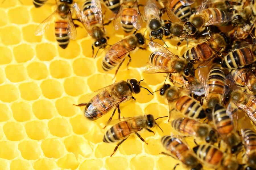 Пчел научили считать больше четырех