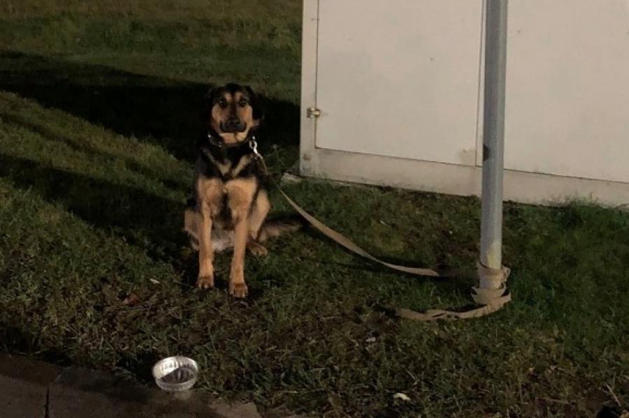 Привязал к столбу и ушел: полиция ищет владельца брошенного в Риге щенка