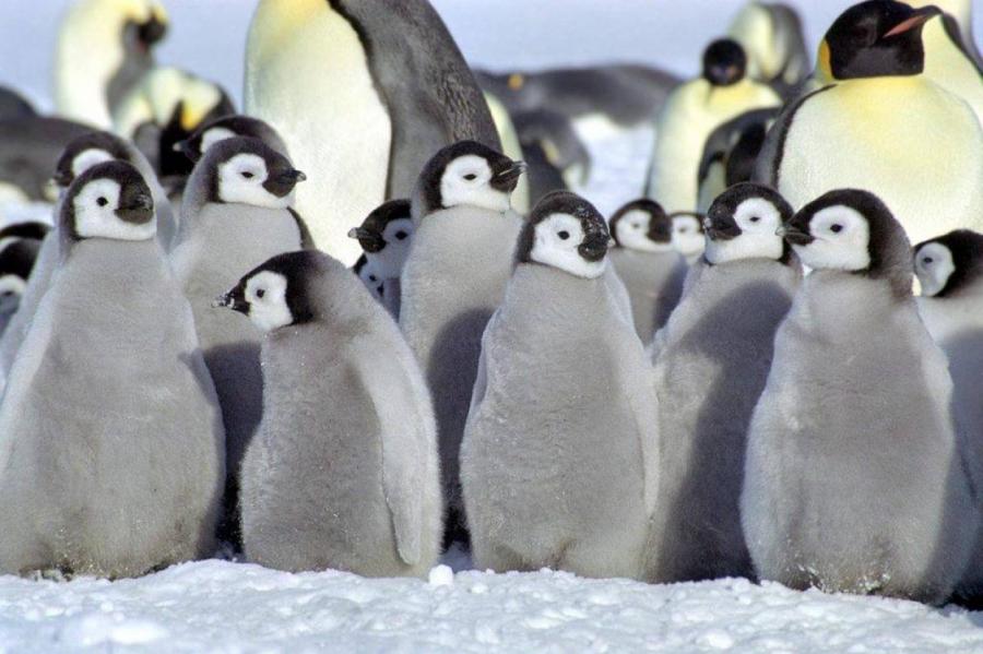 Лондон: птенцу пингвина отказали в имени, чтобы не «навязывать гендерную роль»