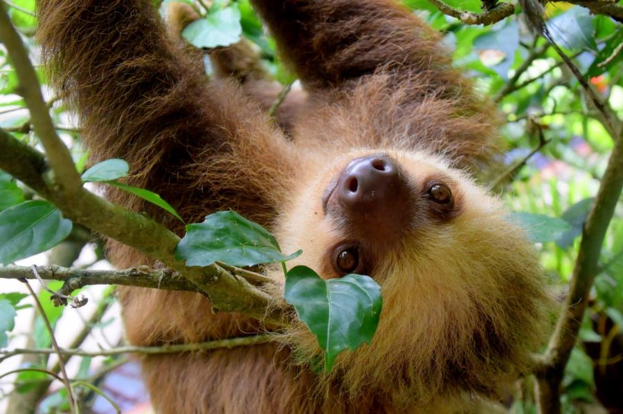 Туристам в Коста-Рике запретят делать селфи с животными