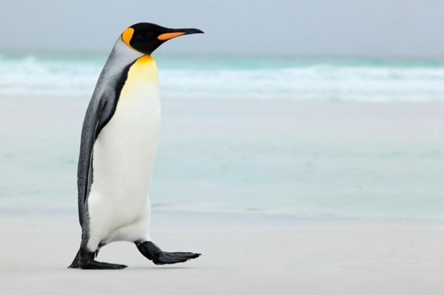 Королевского пингвина впервые заметили в Африке