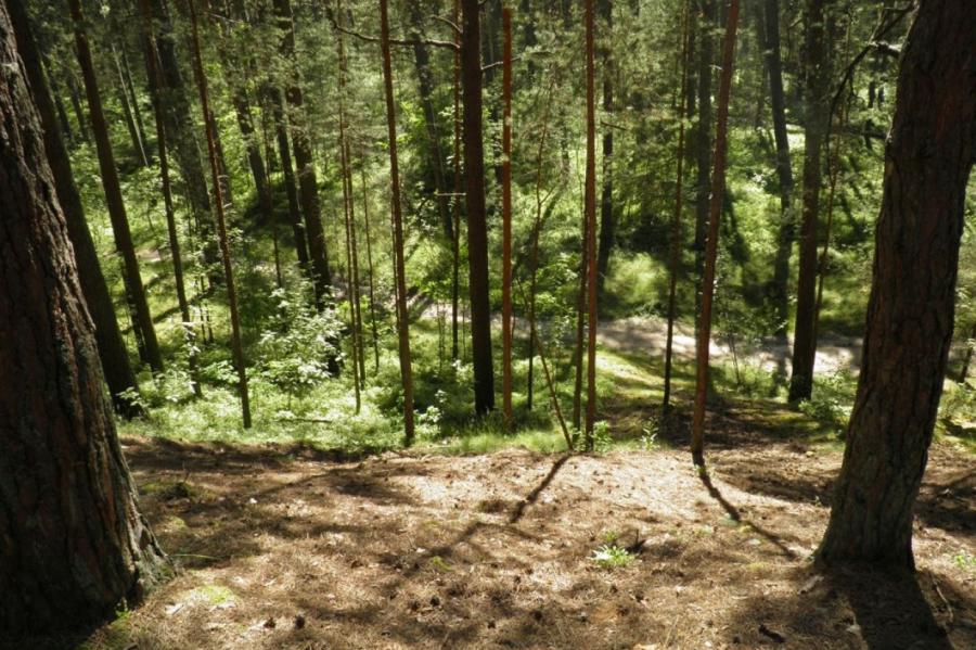 Эксперт бьет тревогу: латвийские сосновые леса в опасности – причина в законах