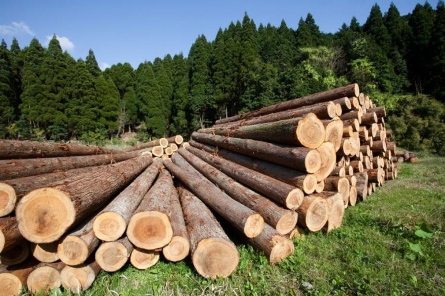 Нарубили на 3 млрд евро: в Латвии пилят лес, на котором сидят