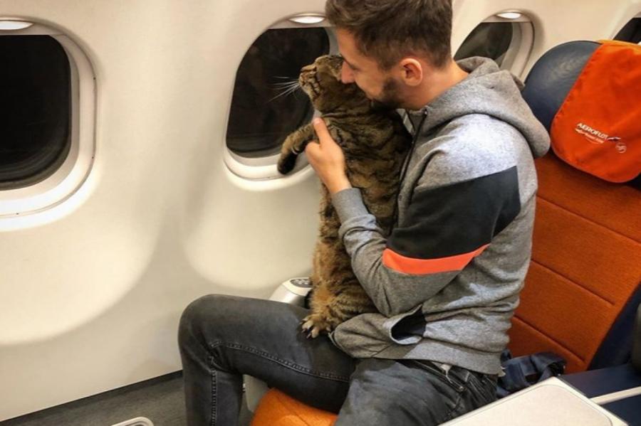 Как кот попал в самолёт хитростью