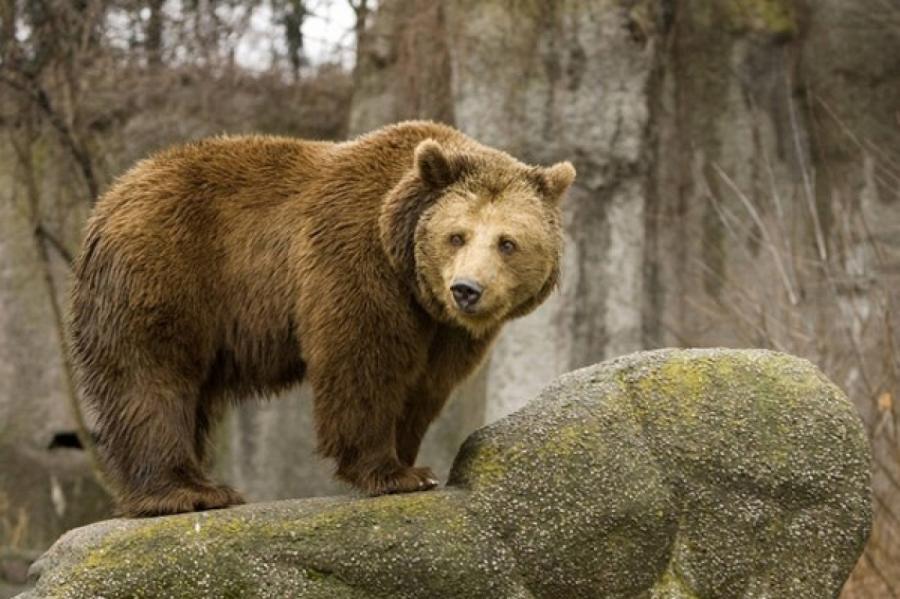 "Теперь ему ничего не угрожает": русский медведь депортирован из Эстонии в РФ