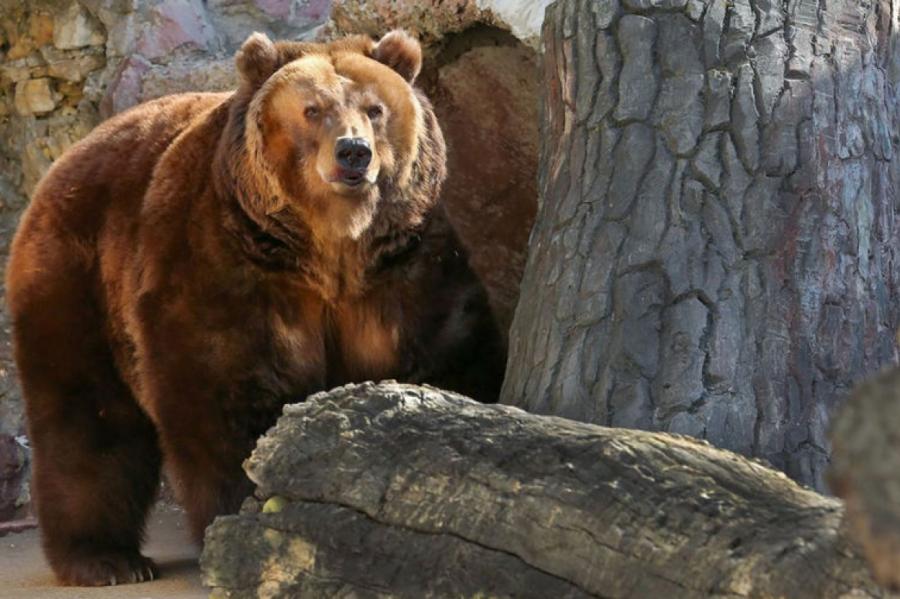 В Крыму владелец зоопарка планирует отдать или умертвить 30 медведей