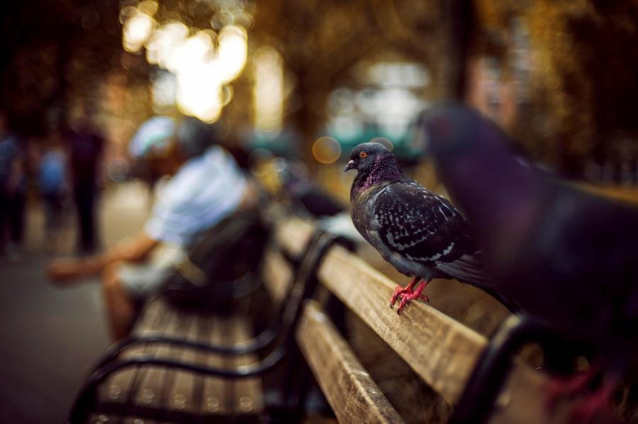 Почему у городских голубей, в отличие от диких, часто не хватает пальцев