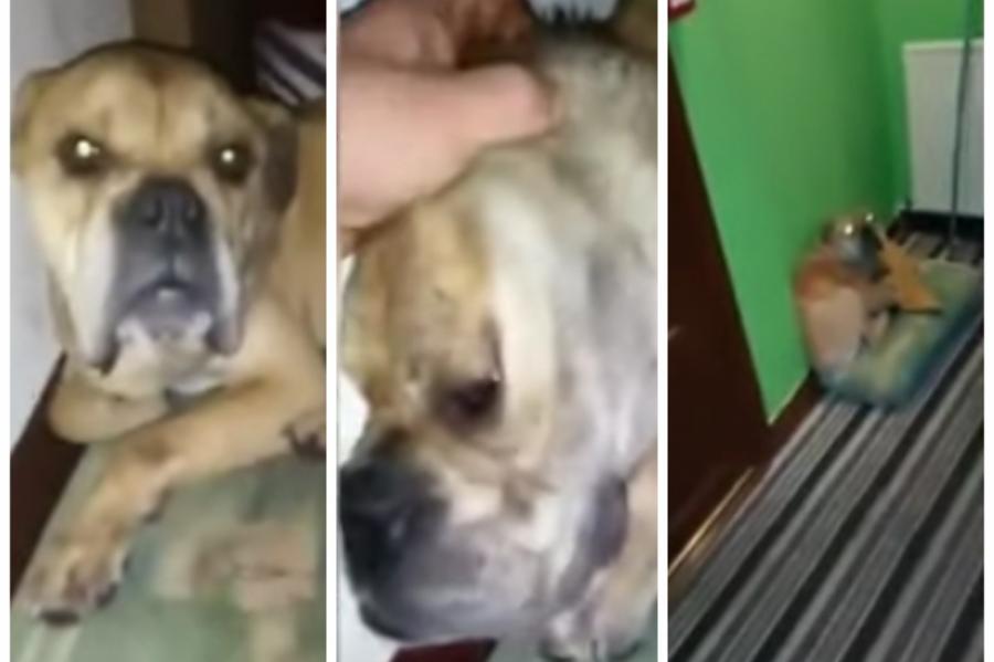 ВИДЕО: латвиец в прямом эфире избивает свою собаку и угрожает залить кипятком