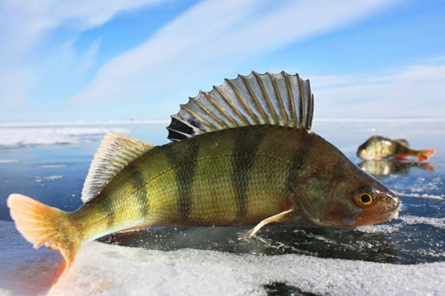 Здесь рыба есть: рыбалка на первом льду