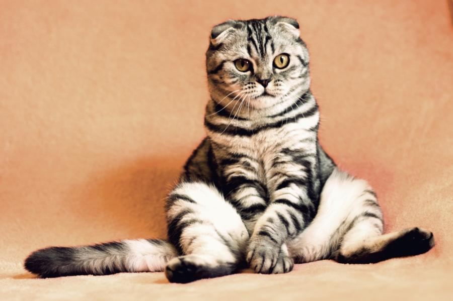 Ученые выяснили, умеем ли мы определить настроение кошки