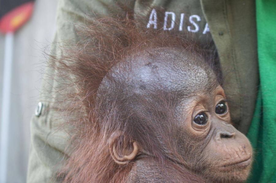 В Индонезии фермер спас осиротевшего малыша-орангутана