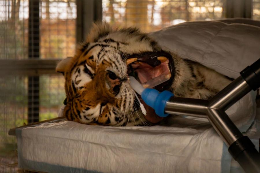 Гигантскому сибирскому тигру лечили зубы 13 специалистов