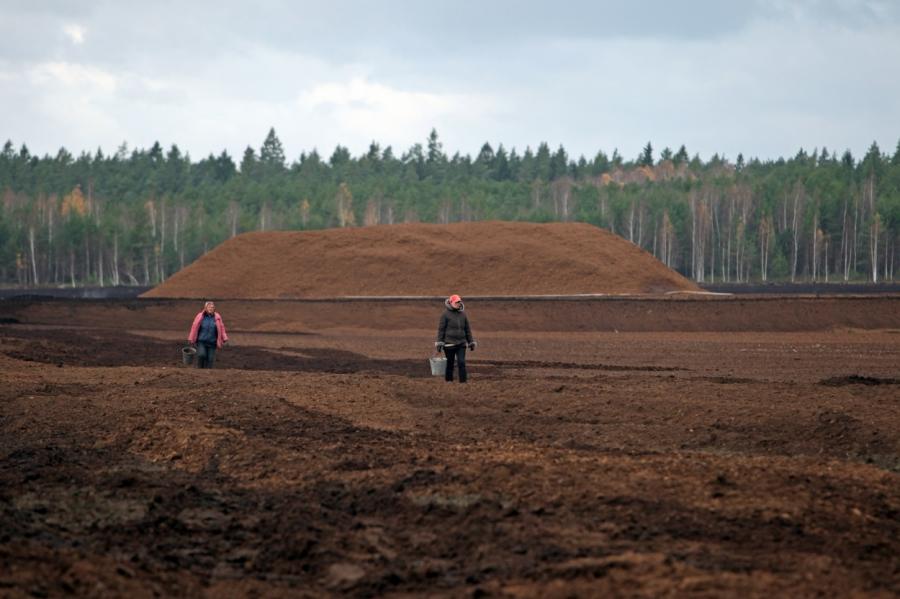 Европейские «зеленые субсидии» убьют традиционную отрасль Латвии