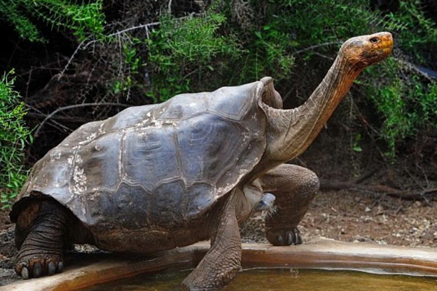 Черепаха Диего своими усилиями спас вид от вымирания