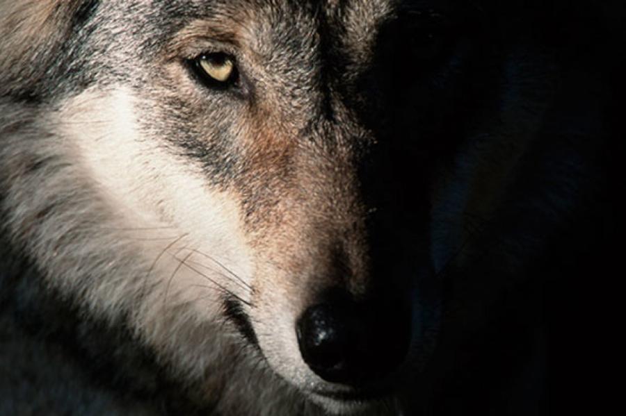 Что делать, если вы в латвийском лесу встретили волка?