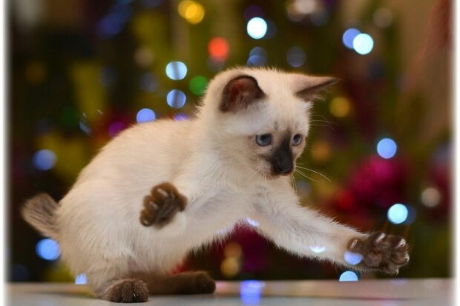 Названа самая маленькая порода кошек в мире.