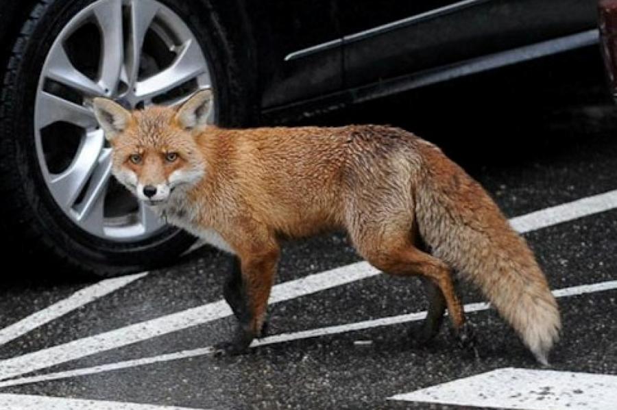 Латвийцы бьют тревогу: лисы все чаще появляются в городах, это опасно?!