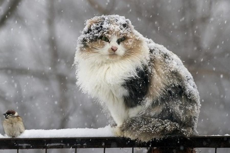 В ближайшее время в Латвии выпадет снег