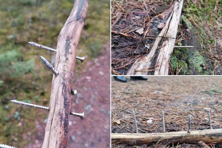 Мог пострадать ребенок: латвиец предупреждает об опасной находке в лесу
