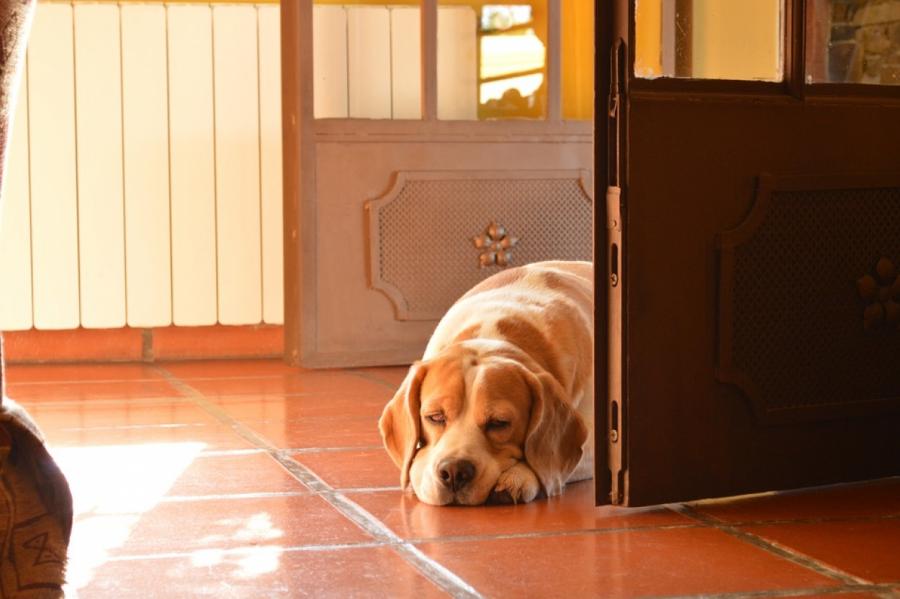 Как научить собаку не ломиться в открытую дверь