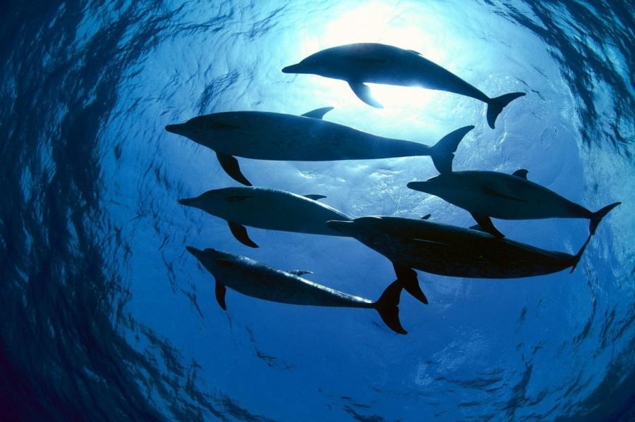 Почему дельфины убивают людей