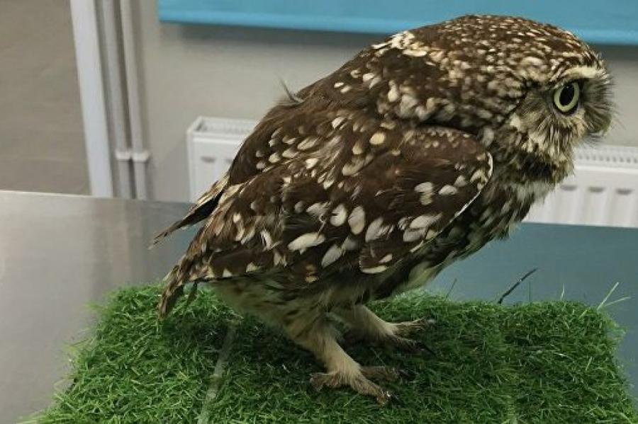 В Великобритании спасли очень толстую сову
