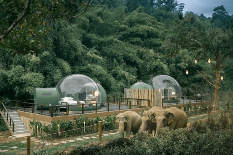 В джунглях Таиланда открылись прозрачные отели-пузыри