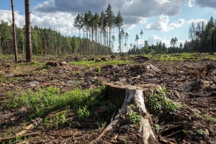 Вырубка деревьев в Латвии будет продолжена