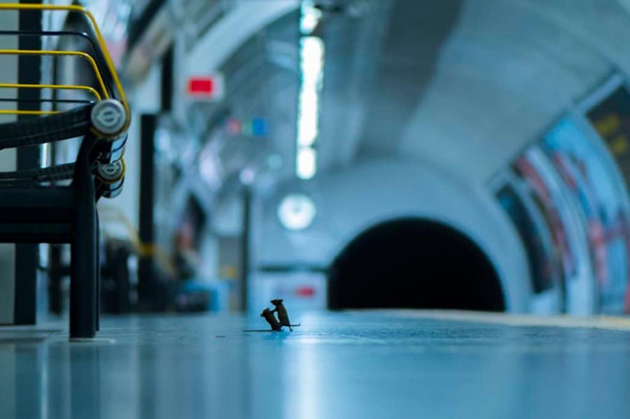 «Грызня в подземке»: фото с мышами признано лучшим снимком LUMIX People’s Choice