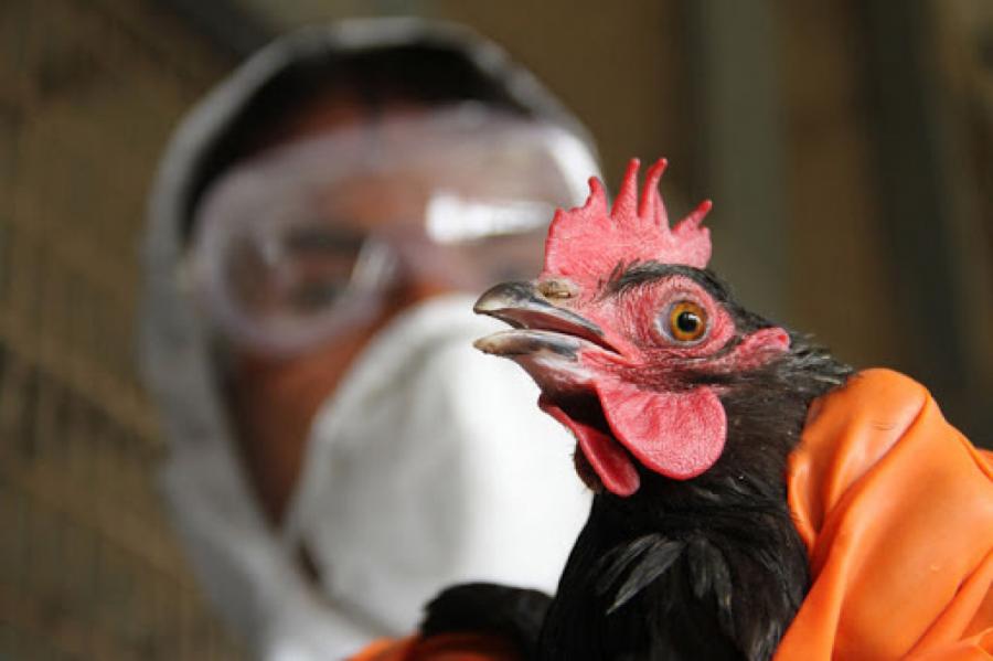 Риск высок: к Латвии все стремительнее приближается птичий грипп