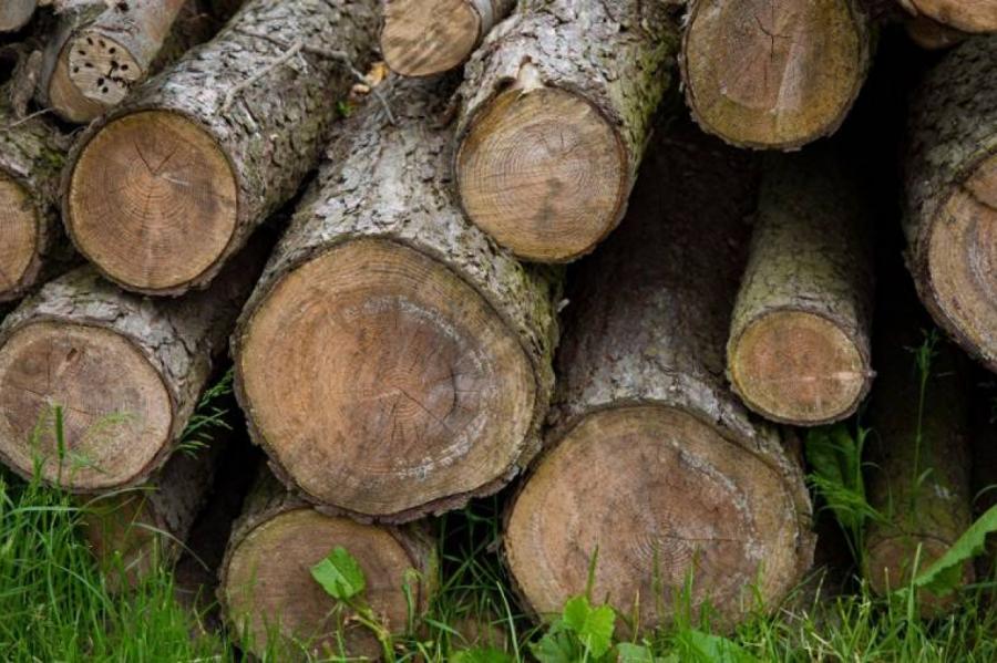 Проект “Rail Baltica”: у Рижского аэропорта вырубят 410 деревьев