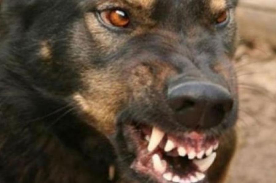 Бродячая собака в третий раз напала на ребенка под Талси; отец винит полицию