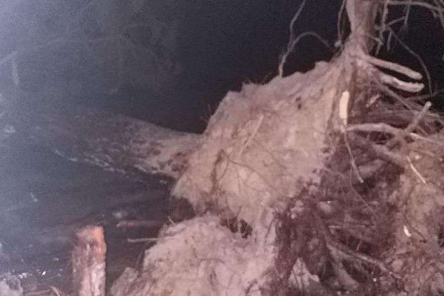 Ураганный ветер в Колке: деревья вырывает с корнями (+ФОТО)