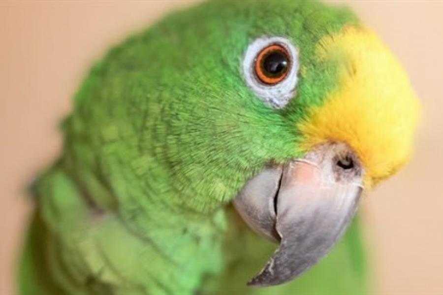Старушка научила попугая петь оперные арии назло соседям