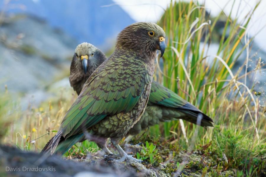 Новозеландские ученые доказали: Попугаи умеют оценивать шансы на успех